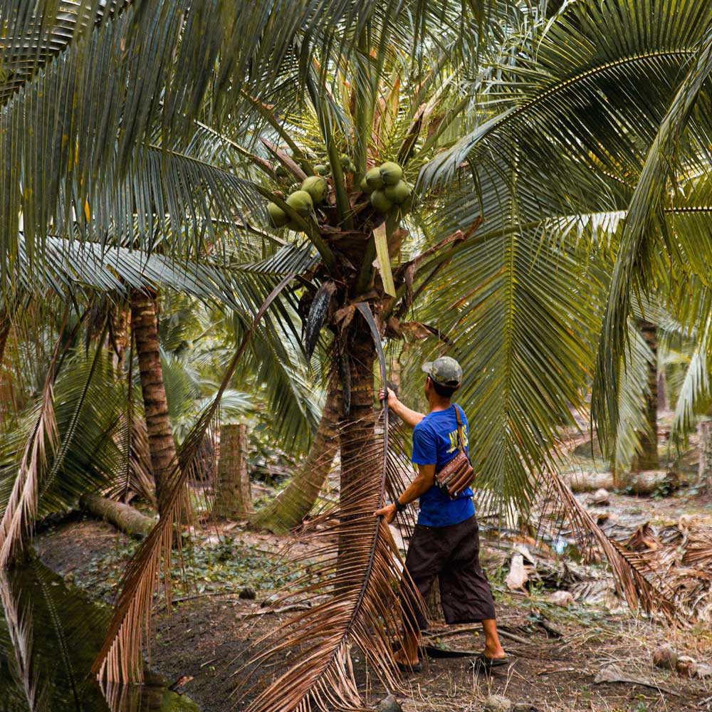 Bio-Kokoswasser 1000 ml