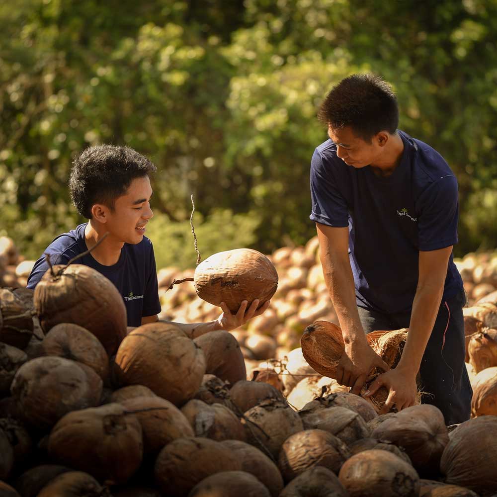 Thai Coco - Bauern mit Kokosnüssen in Thailand