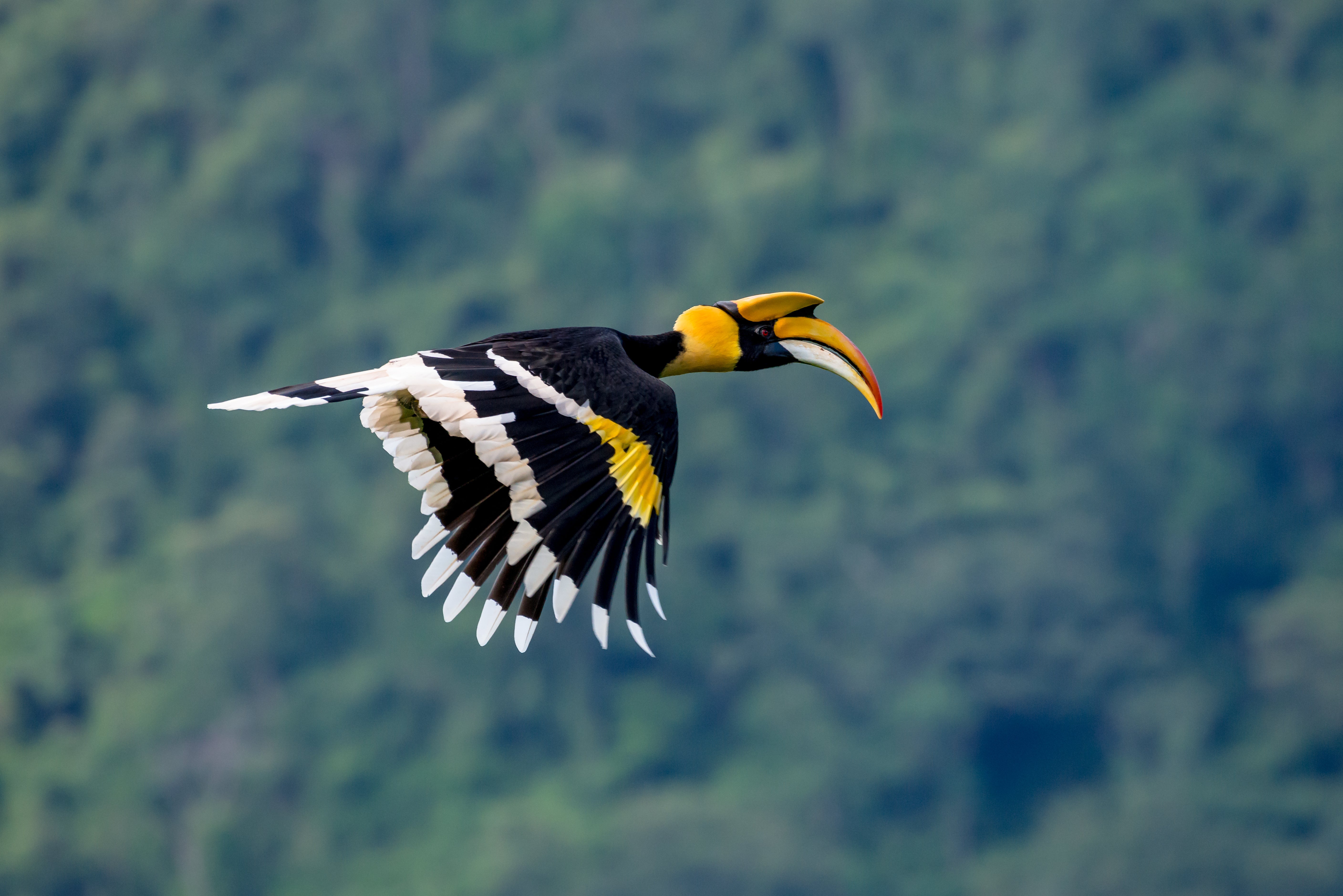 Nashornvogel im Regenwald in Thailand