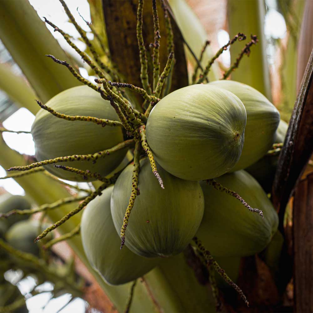 Nam Hom-Kokosnuss in Thailand