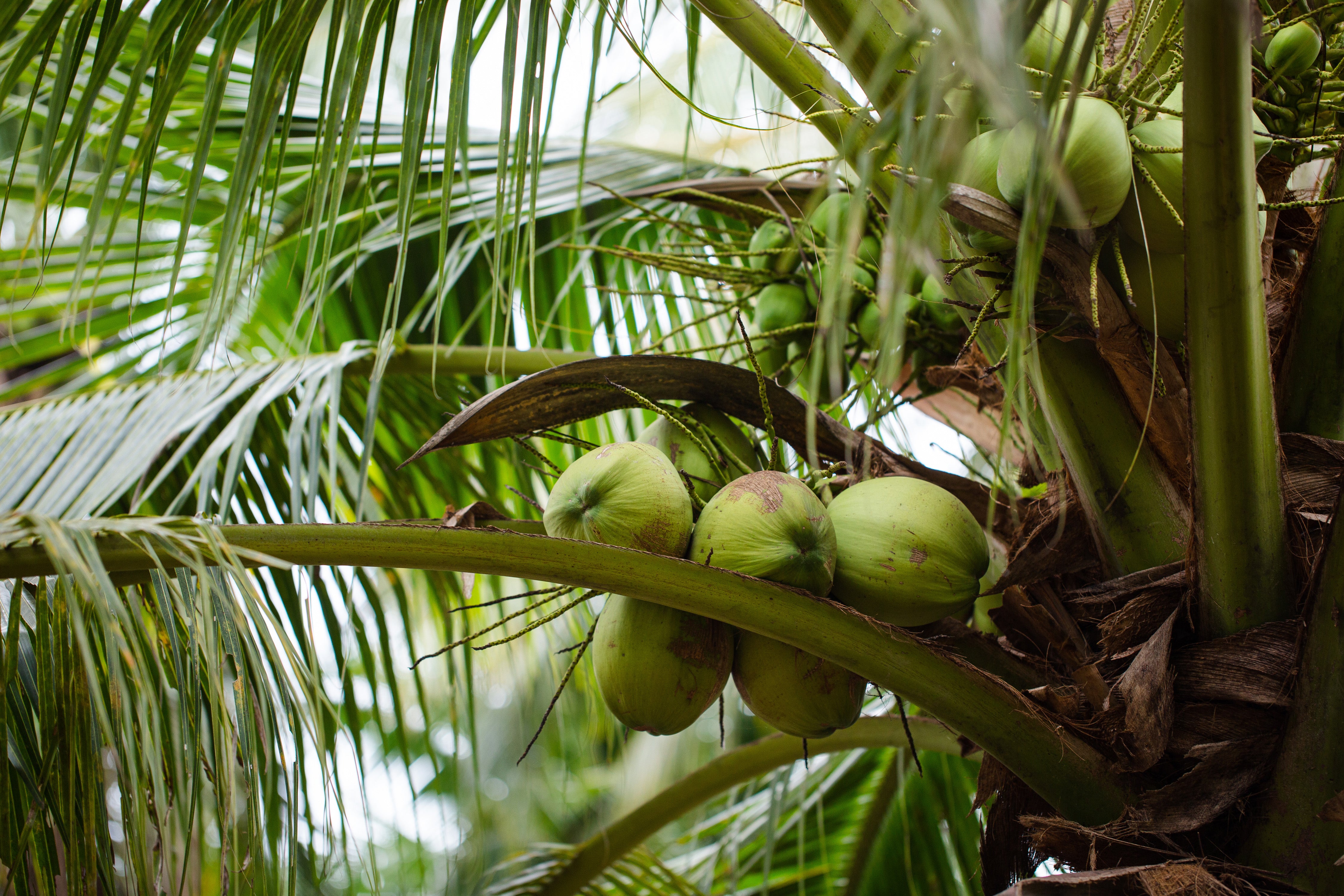 Nam Hom-Kokosnuss in Thailand
